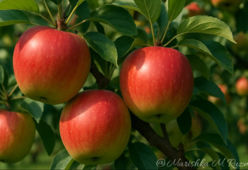 Сегодня православные отмечают Яблочный спас