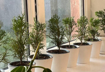 В Алматинской области высадили более 76 тысяч деревьев: к акции присоединились тысячи школьников