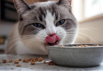 В соцсетях напомнили: кошкам нужен белок, а не злаки