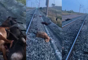 Теміржол бойында мал жайған ақмолалық жауапқа тартылды