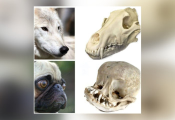 Мопсов назвали больными мутантами - пост блогера взорвал соцсети