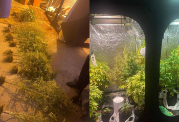 Қостанайда тұрғынның үйінен 16 түп қарасора тәркіленді