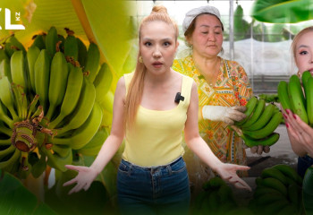 Шымкентте банан өседі дегенге сенесіз бе?