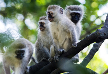 Үндістанда маймылдар тобы ер адамды тістеп өлтірді