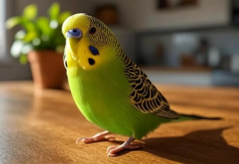 Потеря и новое чудо: как маленький попугай стал символом доброты