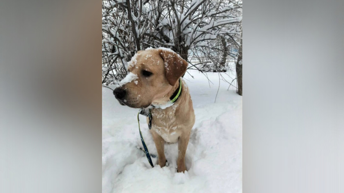  Алексей Алексеев / Facebook 