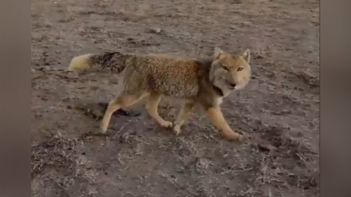  Скриншот видео 