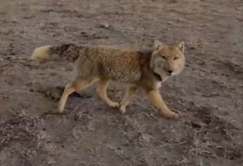 Тибетская лисица: как квадратная мордочка покорила интернет и стала символом невозмутимости