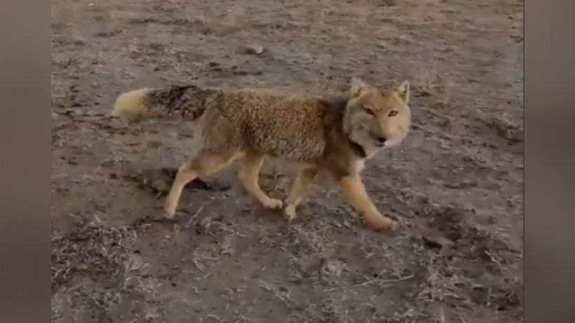  Скриншот видео 