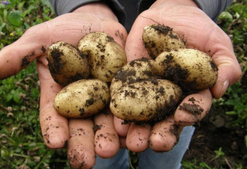 Экспортқа шектеу жоқ: Елде 900 мың тоннадан астам картоп жиналды