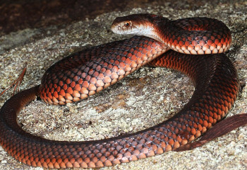 АҚШ-та балабақшада баланы жылан шағып алды