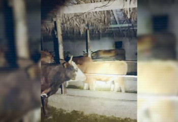 Жетісуда мал ұрылары ұсталды: 40-тан астам ірі қара тәркіленді