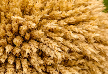 93% плана по заготовке кормов в Казахстане выполнено