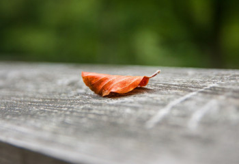 Өрт қаупі, үсік, тұман: 15 қыркүйекте ауа райы қандай болады