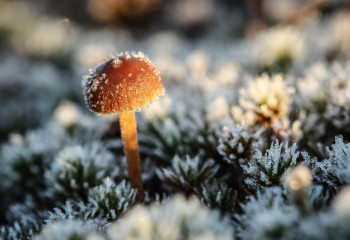 Қазақстанда үсік, нөсер жаңбыр және бұршақ күтіледі