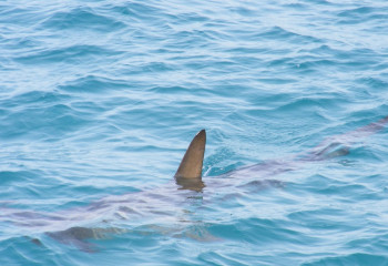 Мысырдың танымал жағажайларында акула пайда болды