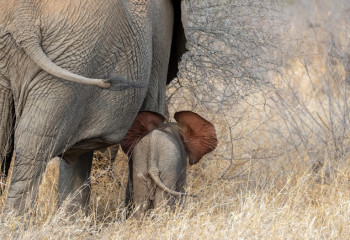 Түркияда шамамен 7,7 млн жыл бұрын өмір сүрген пілдердің сүйектері табылды