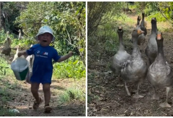 «Қаздан қашқан балаға» жүз қаз сыйға берілді