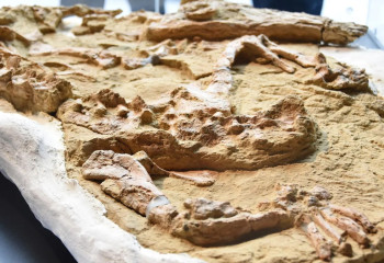 Перуде 12 млн жыл бұрын өмір сүрген ерекше жануардың қаңқасы табылды