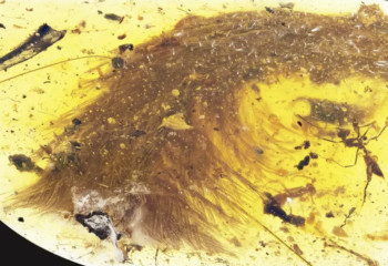 Хвост динозавра возрастом 99 миллионов лет нашли в янтаре