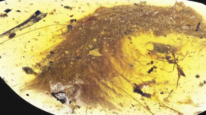  © Royal Saskatchewan Museum 