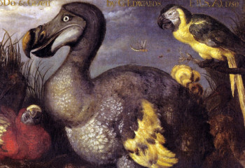 Учёные планируют «воскресить» знаменитую птицу додо