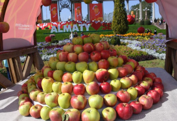 100 тонна алма, жәрмеңке мен концерт: Алматыда Alma Fest өтеді