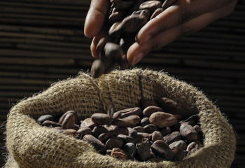 Жасартатын сусын: Какао қарттықпен күресуге көмектеседі