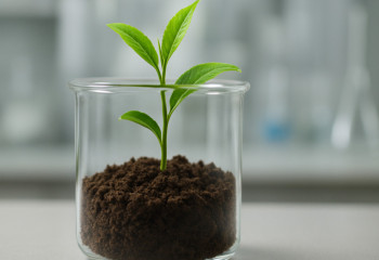 Учёные вырастили чай в «лунной почве»: шаг к космическому сельскому хозяйству