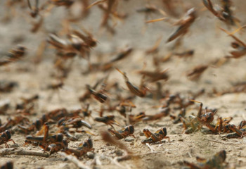 Германияда ер адамды үйіндегі жәндіктер жеп қойған