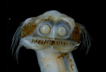 Глубоководная рыба напугала весь мир