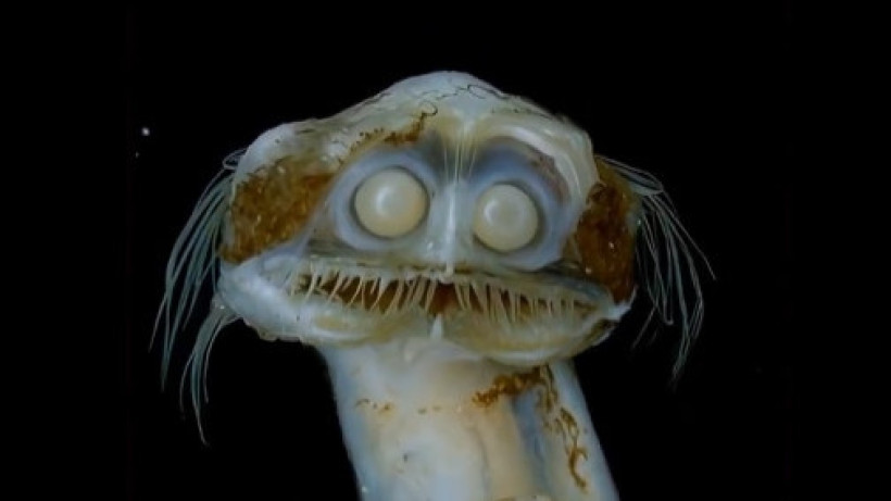  Министр Министерства Восхищения и Сарказмов / Х 