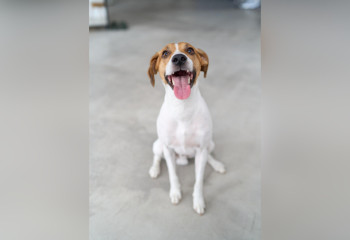 Сколько зарабатывает самый известный пес-блогер Казахстана