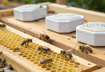 Роботы пришли на помощь пчёлам: новый улей спасает колонии