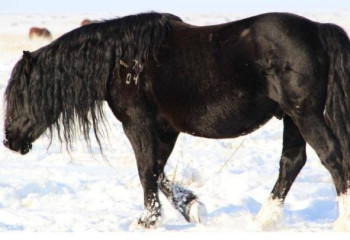 Бескарагайские скакуны стали лучшими в Казахстане