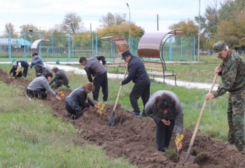 В области Абай продолжается масштабная акция по озеленению