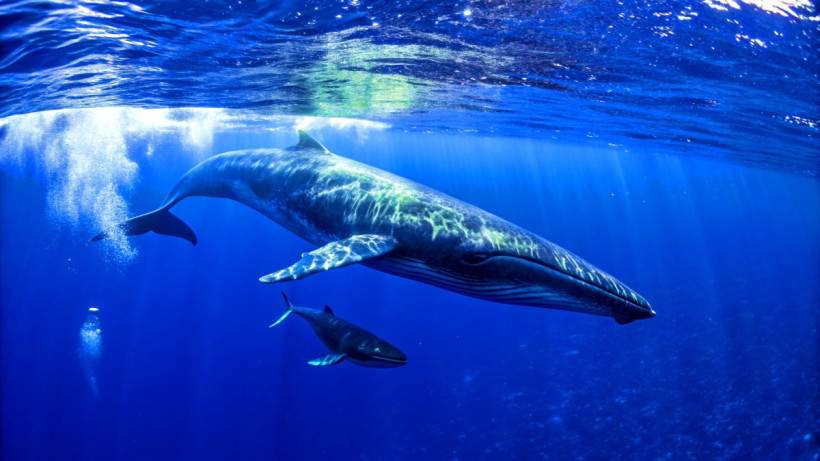  © El.kz / Recraft / Динмухамед БЕЙСЕМБАЕВ 