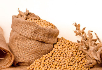 Кальцийге бай өнім түрлері аталды