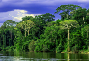 Амазонские джунгли растут быстрее из-за углекислого газа