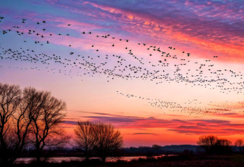 Учёные научили ИИ управлять движением стай и роев