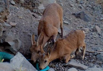 Алтын-Емел ұлттық паркінде ерекше кадрлар фототұзаққа түсіп қалды