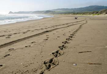 На острове Скай нашли более 130 следов динозавров возрастом 167 миллионов лет
