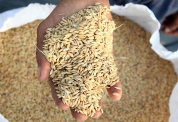 Астық өндірушілерге мемлекеттік қолдау шаралары ұзартылды