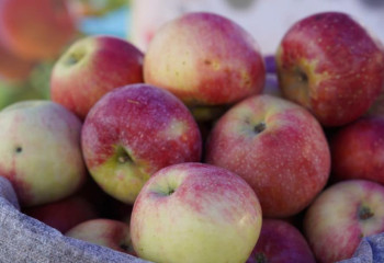 «Апорт» алмасын қайта жаңғырту бойынша көшпелі кеңес өтті