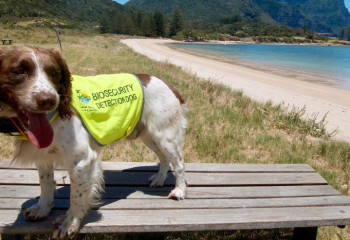 Собака-детектор Себби спасла остров и ушла на пенсию