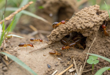 Как термиты защищают свои грибные фермы от опасных сорняков