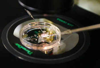 Ғалымдар алғаш рет адамның тері жасушасынан алынған ДНҚ-дан эмбрион жасады