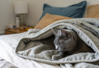 «Не того кота ты взял»: пользователи делятся, спят ли их питомцы под одеялом