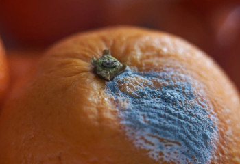 Жасанды интеллект енді тағамнан уланудың алдын алады