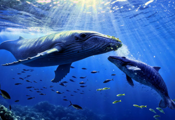 Ученые выяснили, что детенышам горбатых китов нужно в 38 раз больше энергии после рождения